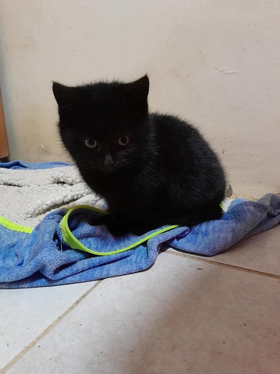 Cute fluffy Kittens - Image 4
