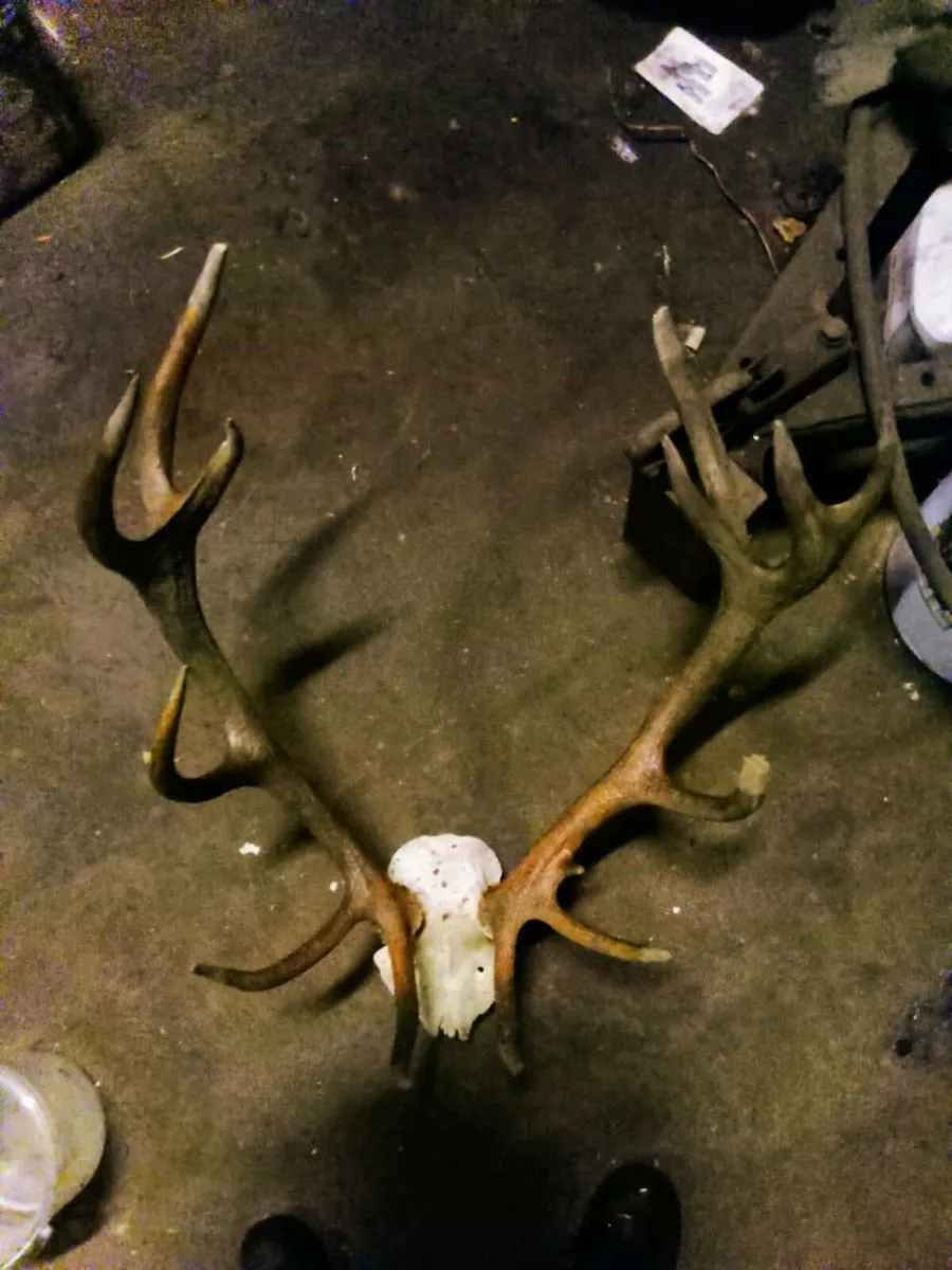 Antlers - Image 1