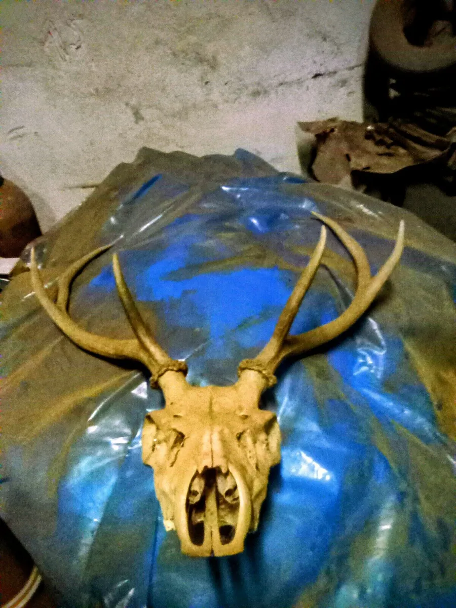 Antlers - Image 2