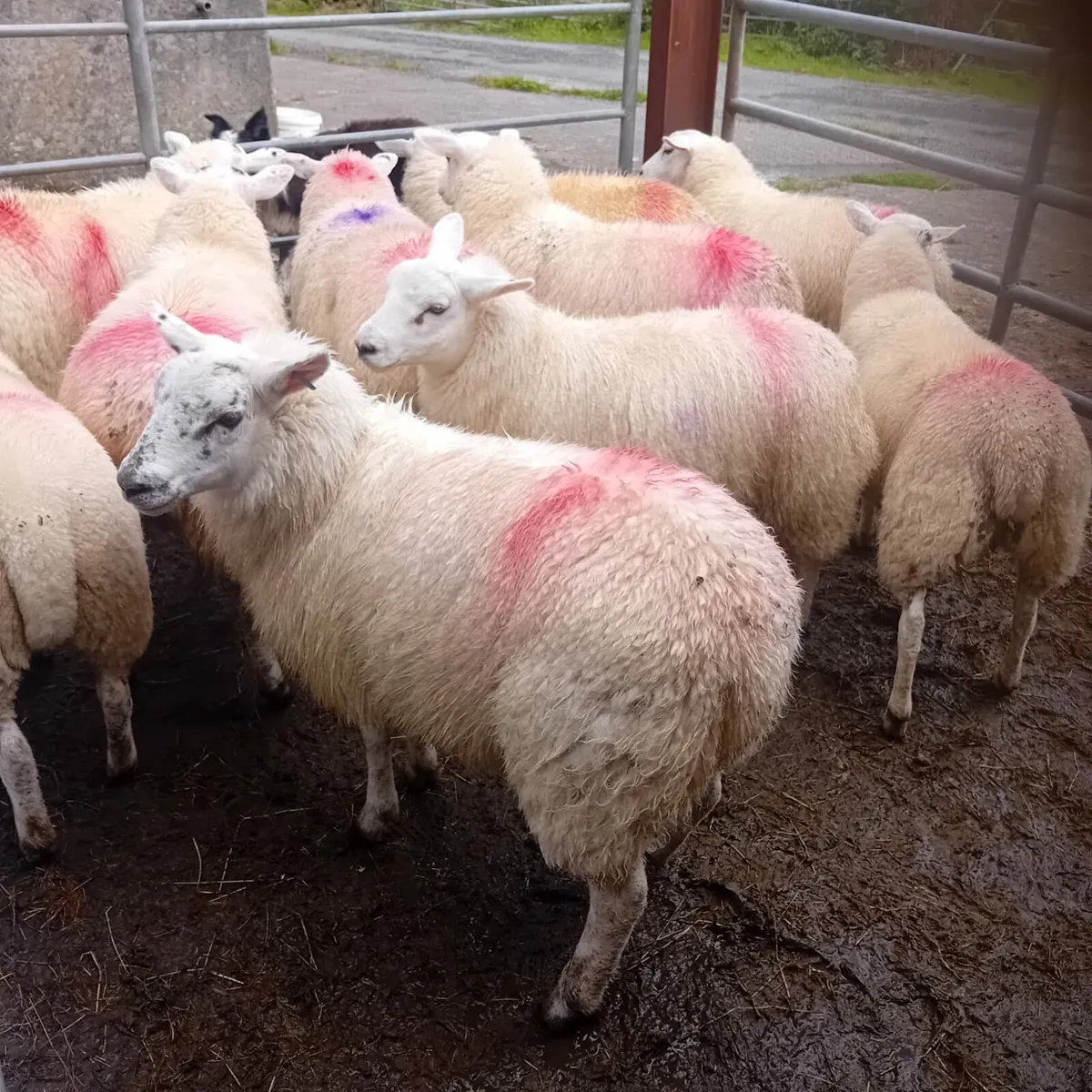 XB EWE LAMBS - Image 1