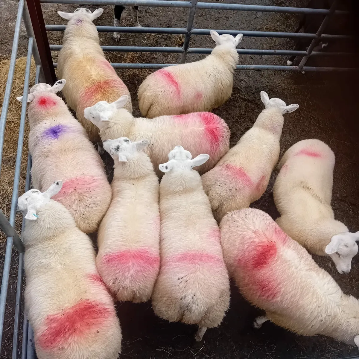 XB EWE LAMBS - Image 2