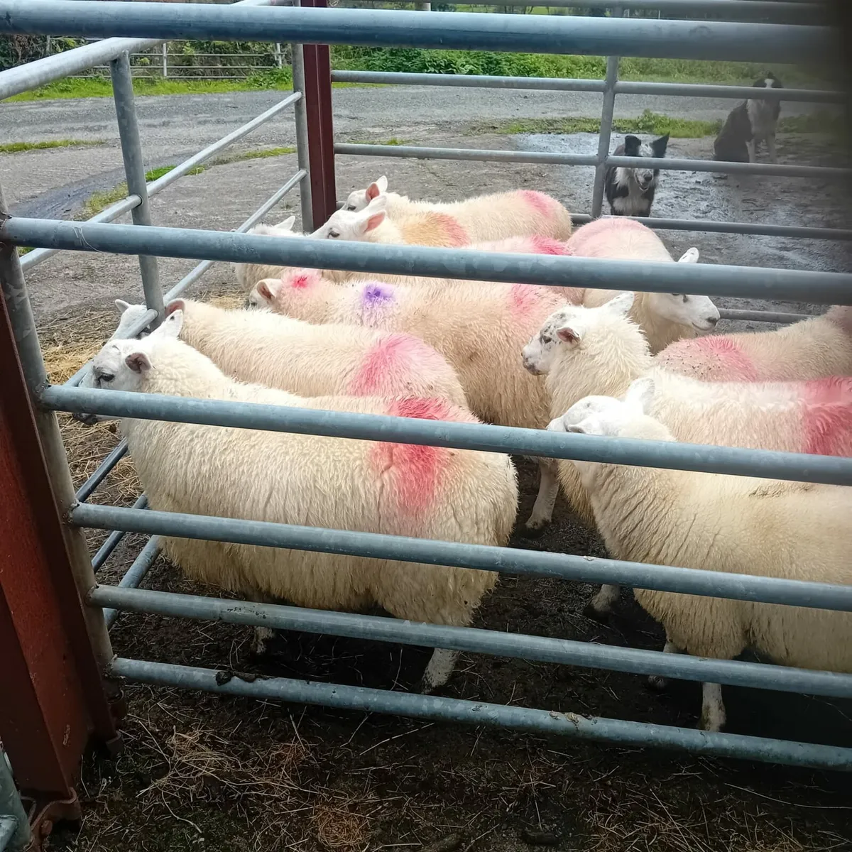 XB EWE LAMBS - Image 3