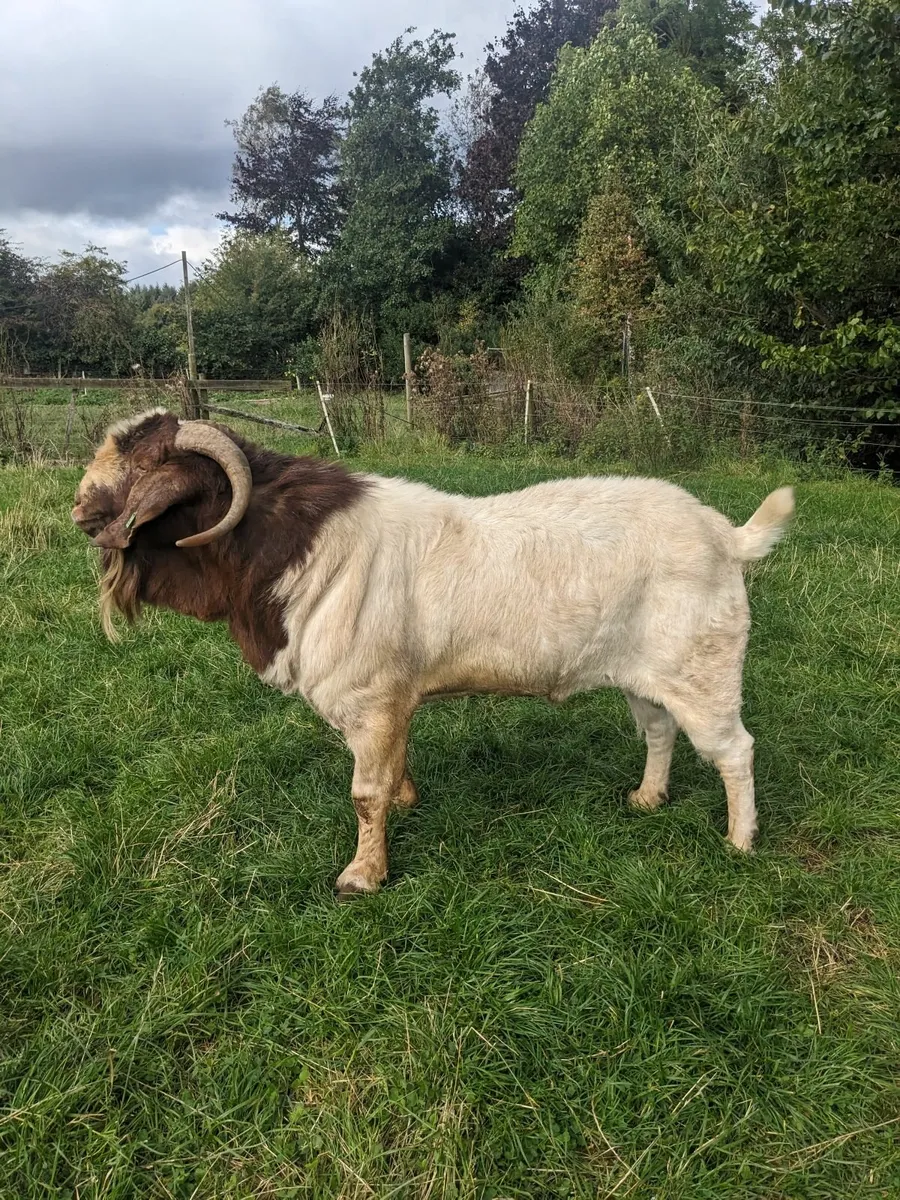 Boer Goats - Image 2
