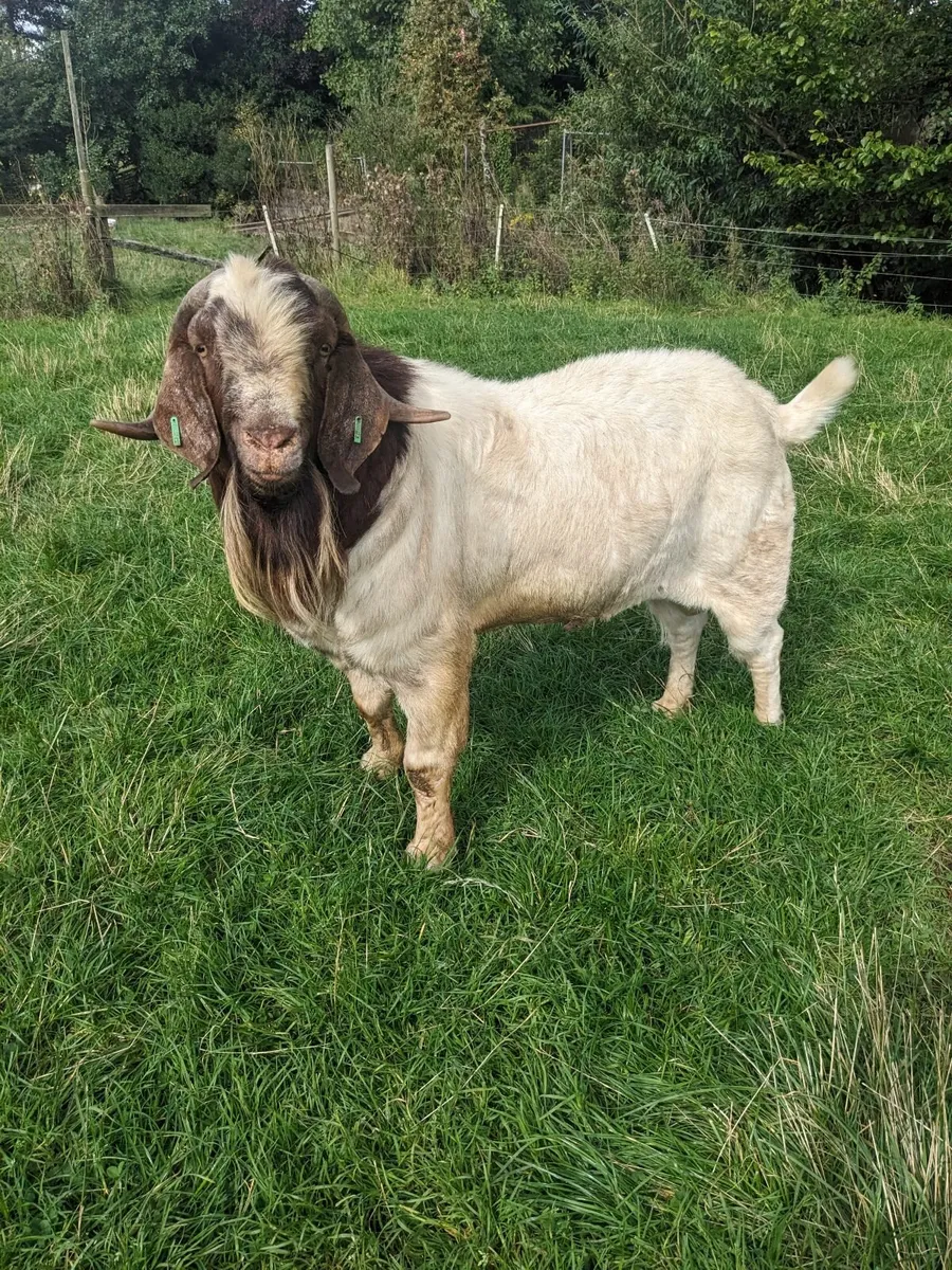 Boer Goats - Image 1