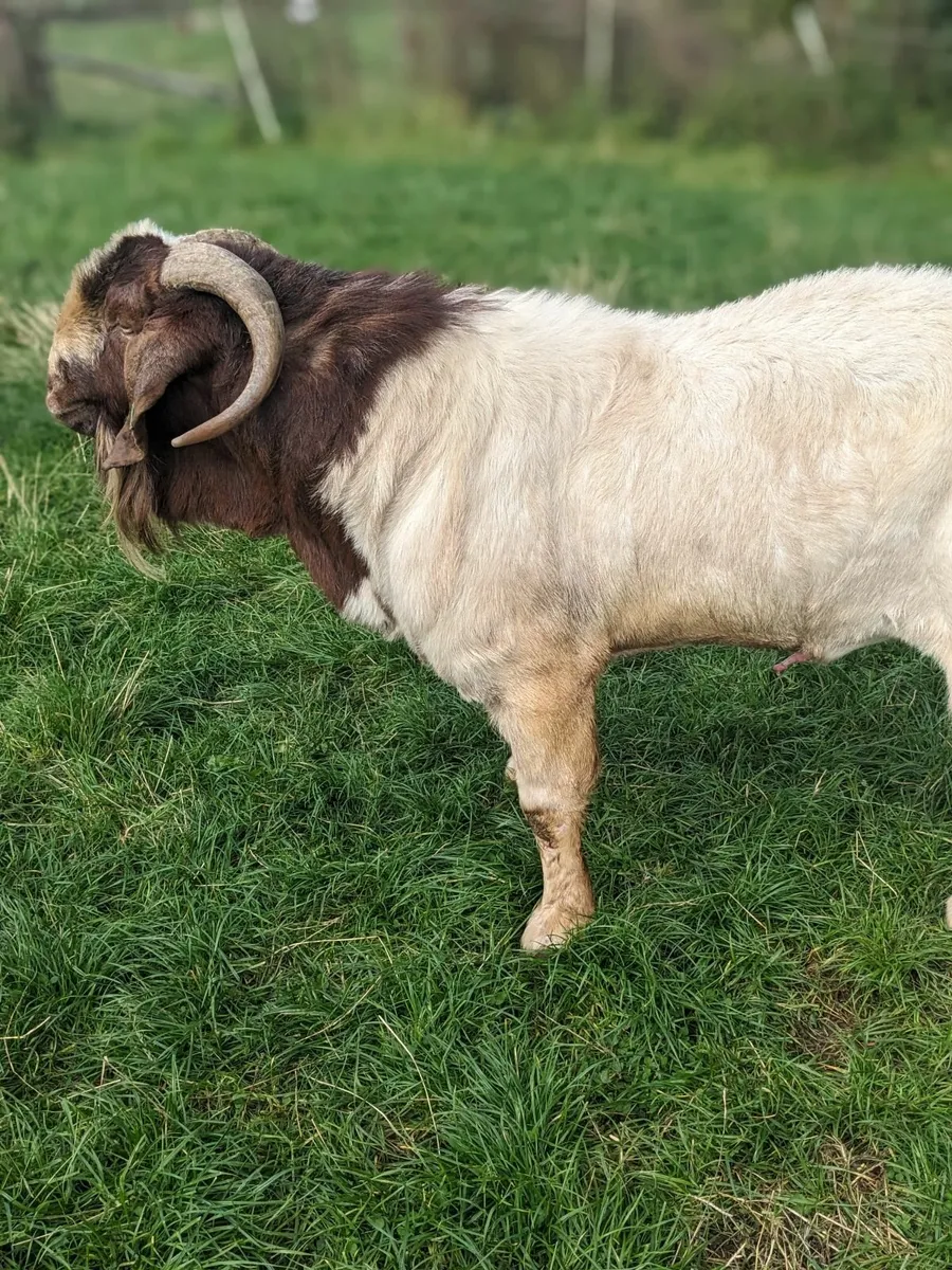 Boer Goats - Image 3