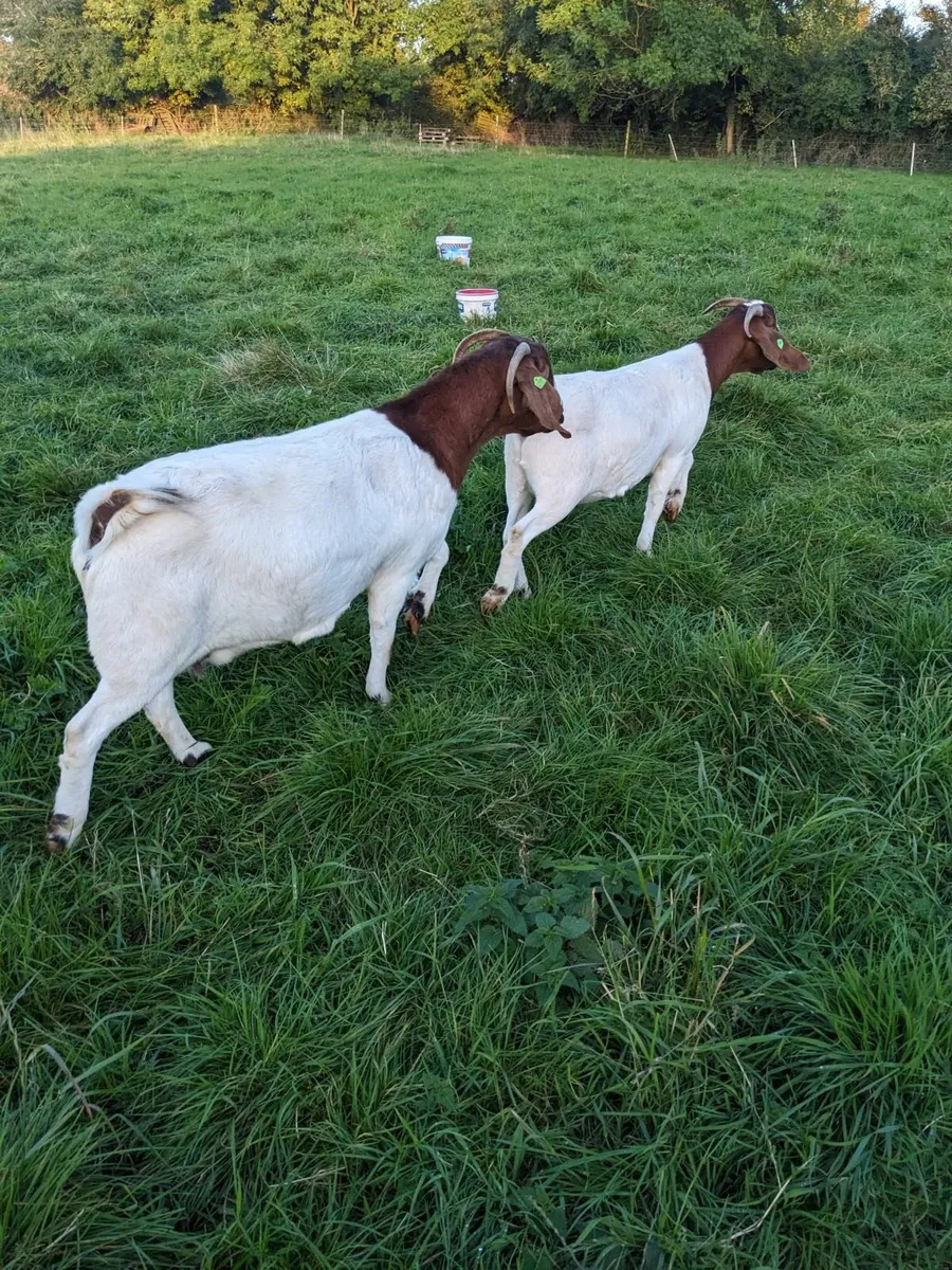 Boer Goats - Image 4