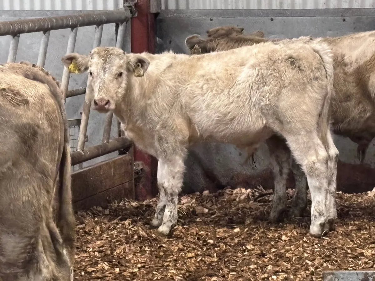 4 top quality Charlaois bull Weanlings for sale - Image 1