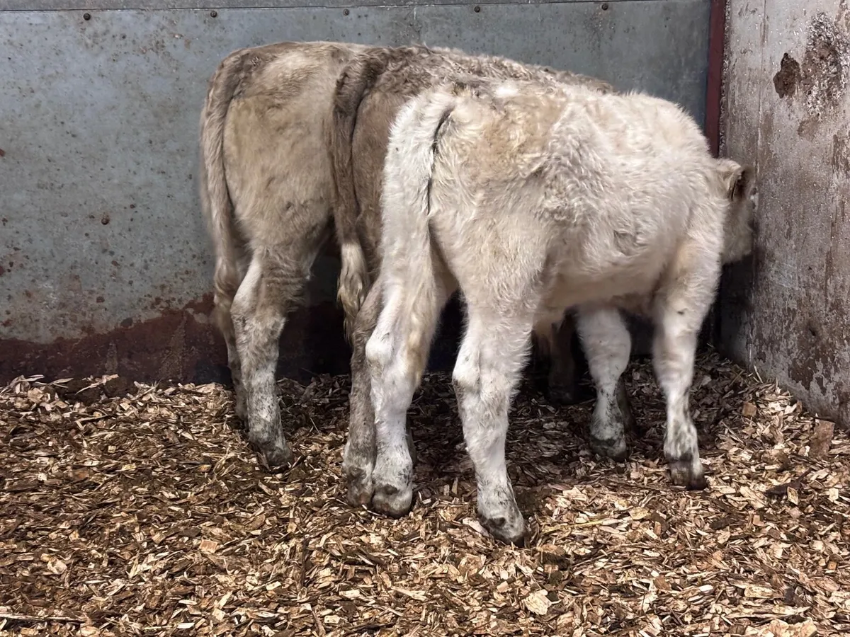 4 top quality Charlaois bull Weanlings for sale - Image 2