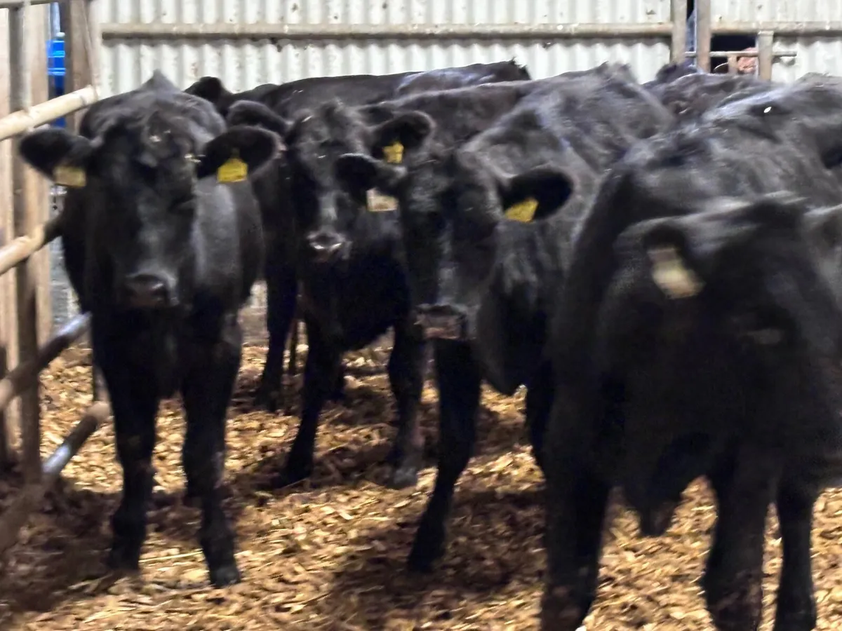 9 Aberdeen Angus heifer Weanlings for sale - Image 2
