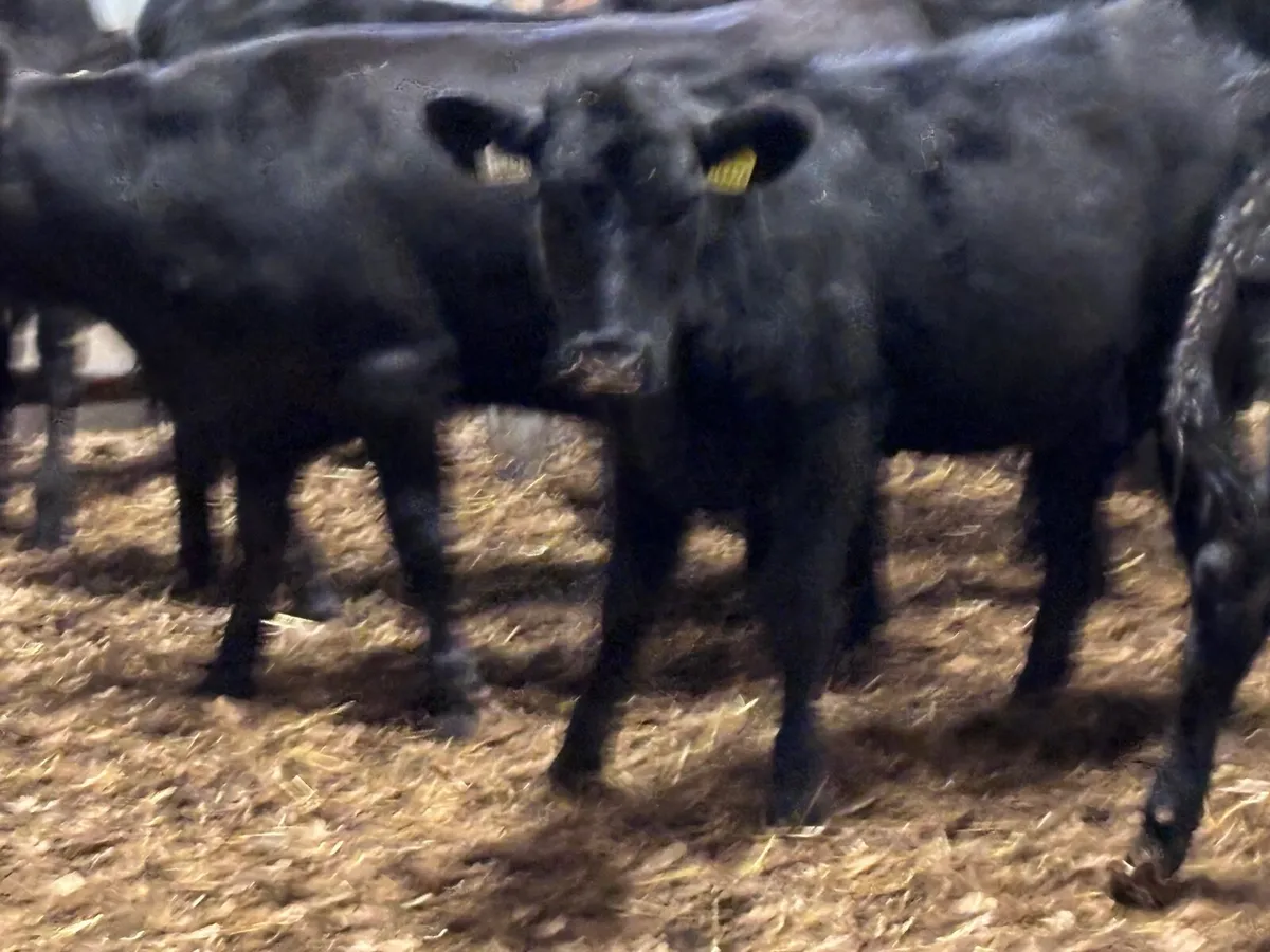 9 Aberdeen Angus heifer Weanlings for sale - Image 3