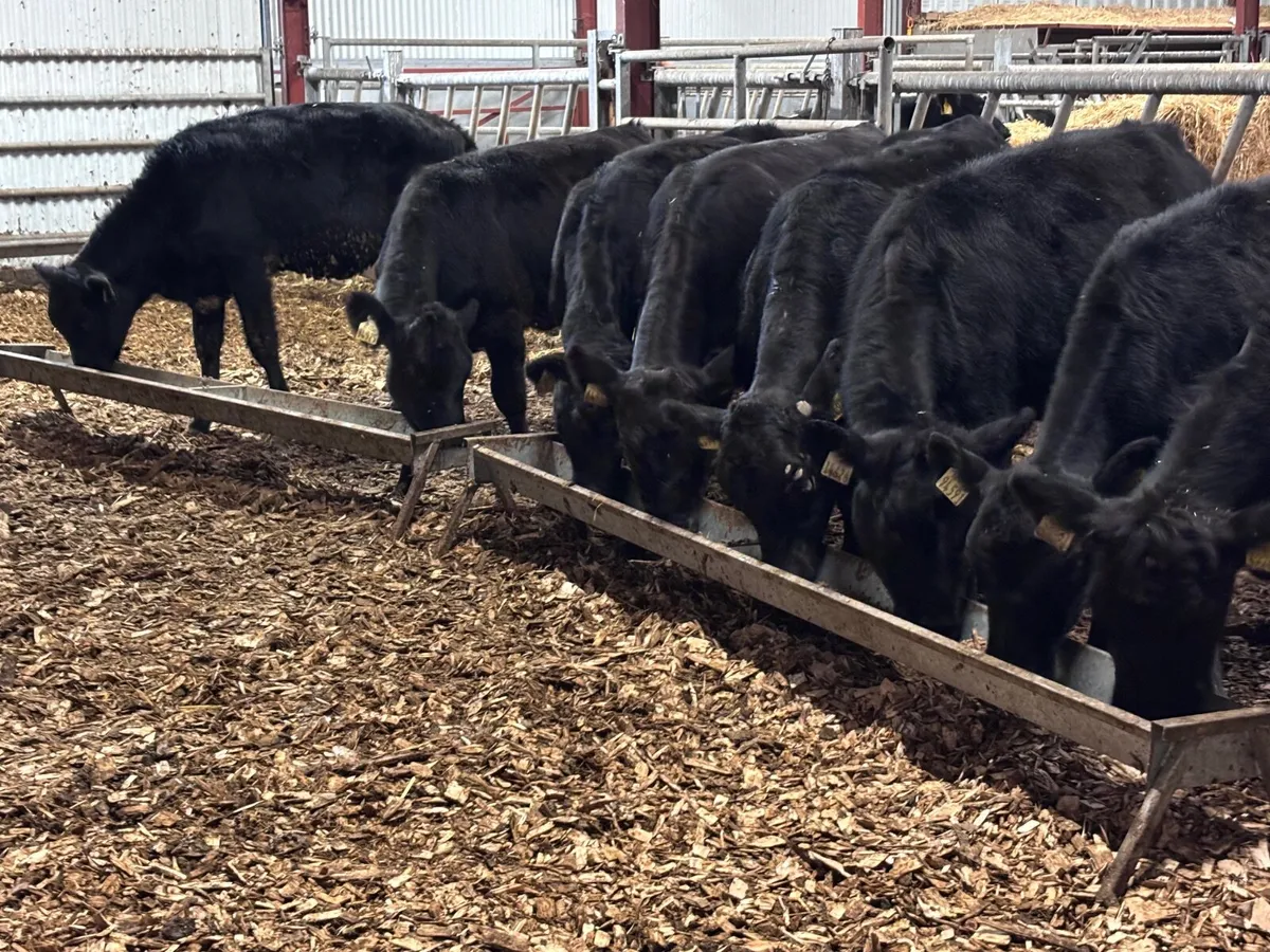 9 Aberdeen Angus heifer Weanlings for sale - Image 4