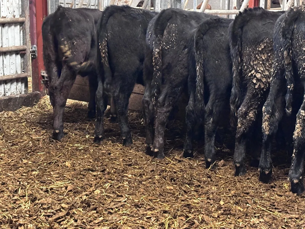 9 Aberdeen Angus heifer Weanlings for sale - Image 3