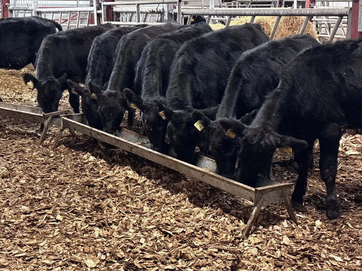 9 Aberdeen Angus heifer Weanlings for sale - Image 1