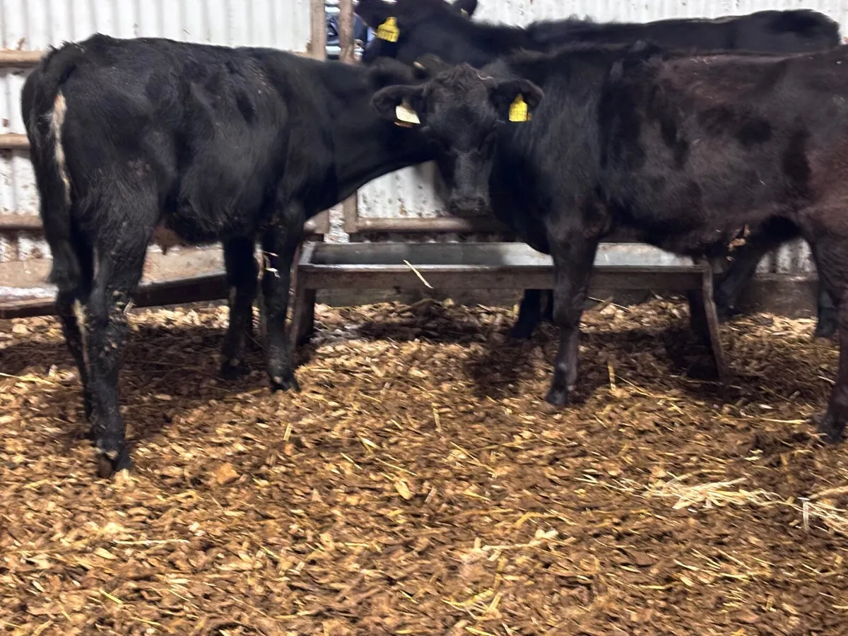 3 weanling heifers for sale @€885 - Image 2