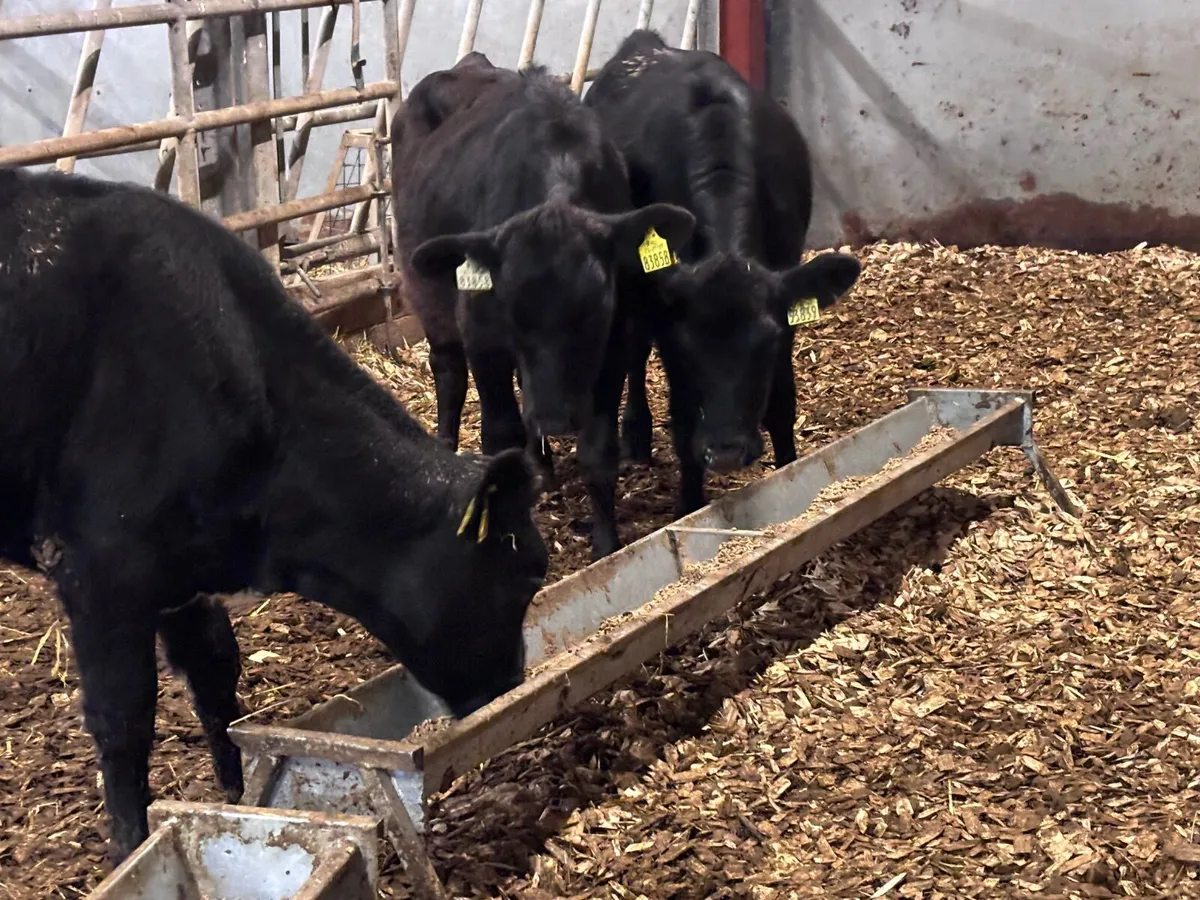 3 weanling heifers for sale @€885 - Image 3