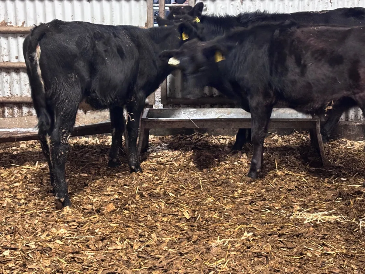 3 weanling heifers for sale @€885 - Image 4