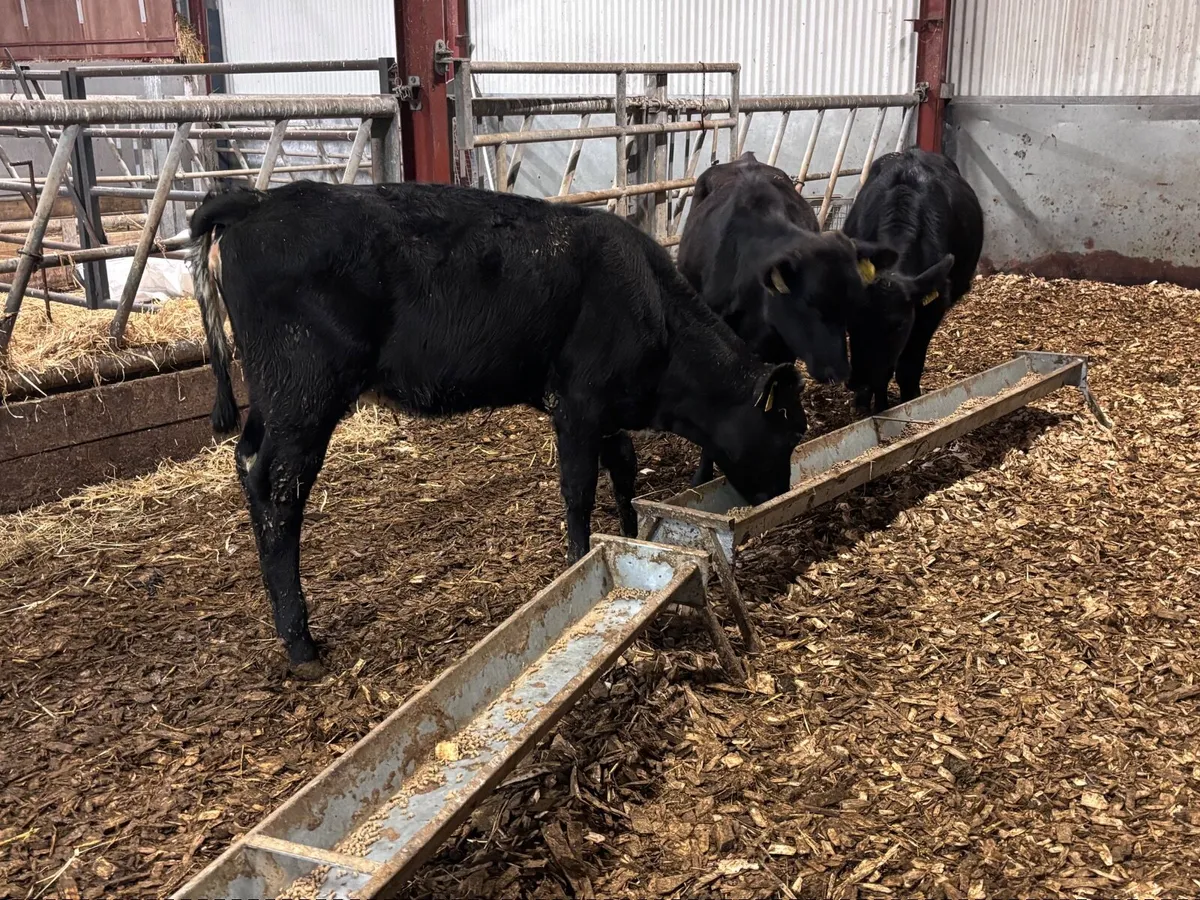 3 weanling heifers for sale @€885 - Image 1