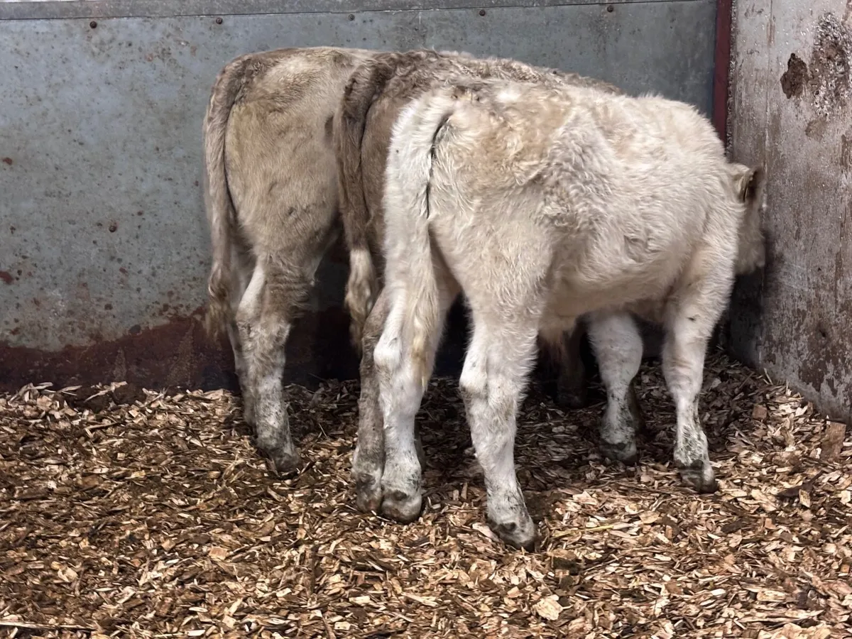 4 top quality Charlaois bull Weanlings for sale - Image 3