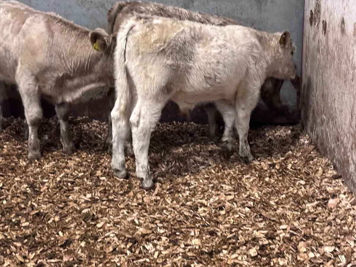 4 top quality Charlaois bull Weanlings for sale - Image 4