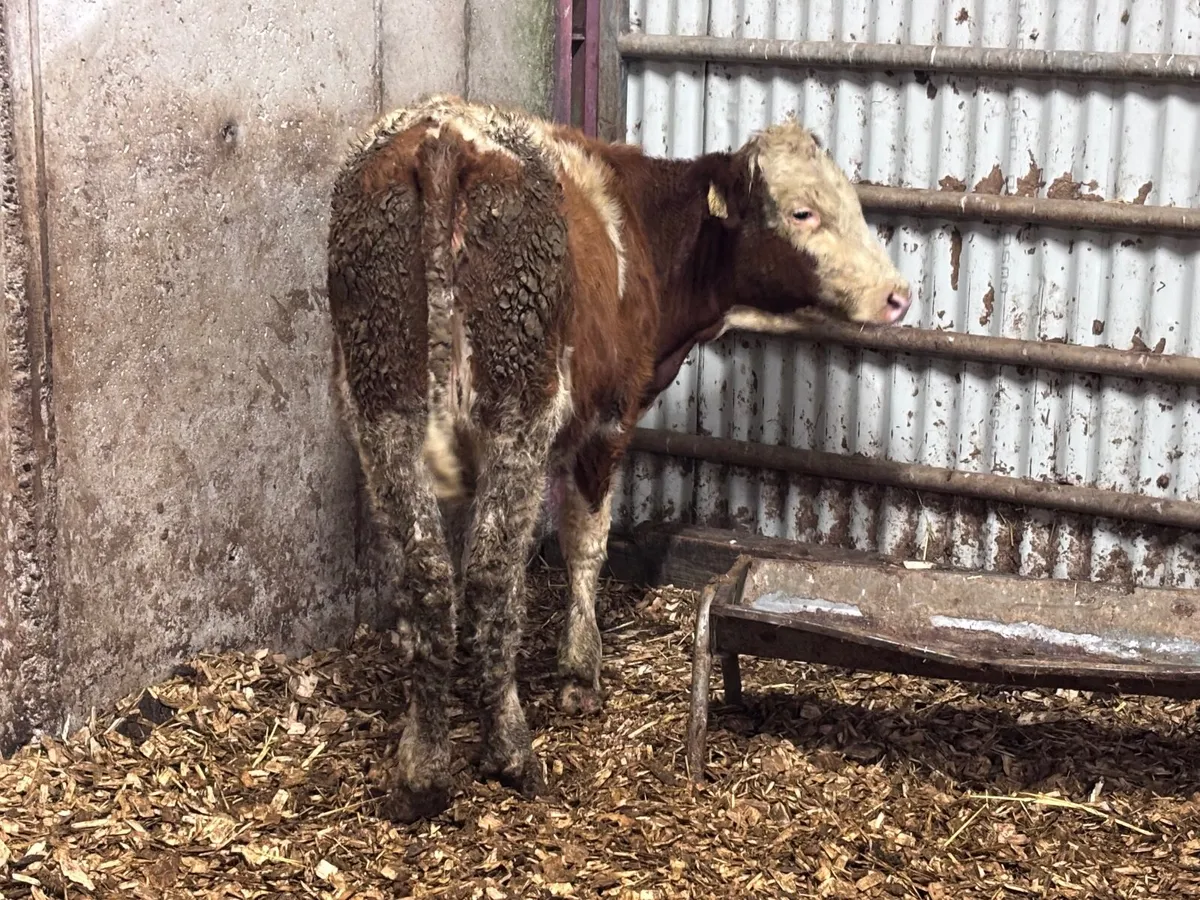 Montbellard heifer for sale - Image 2