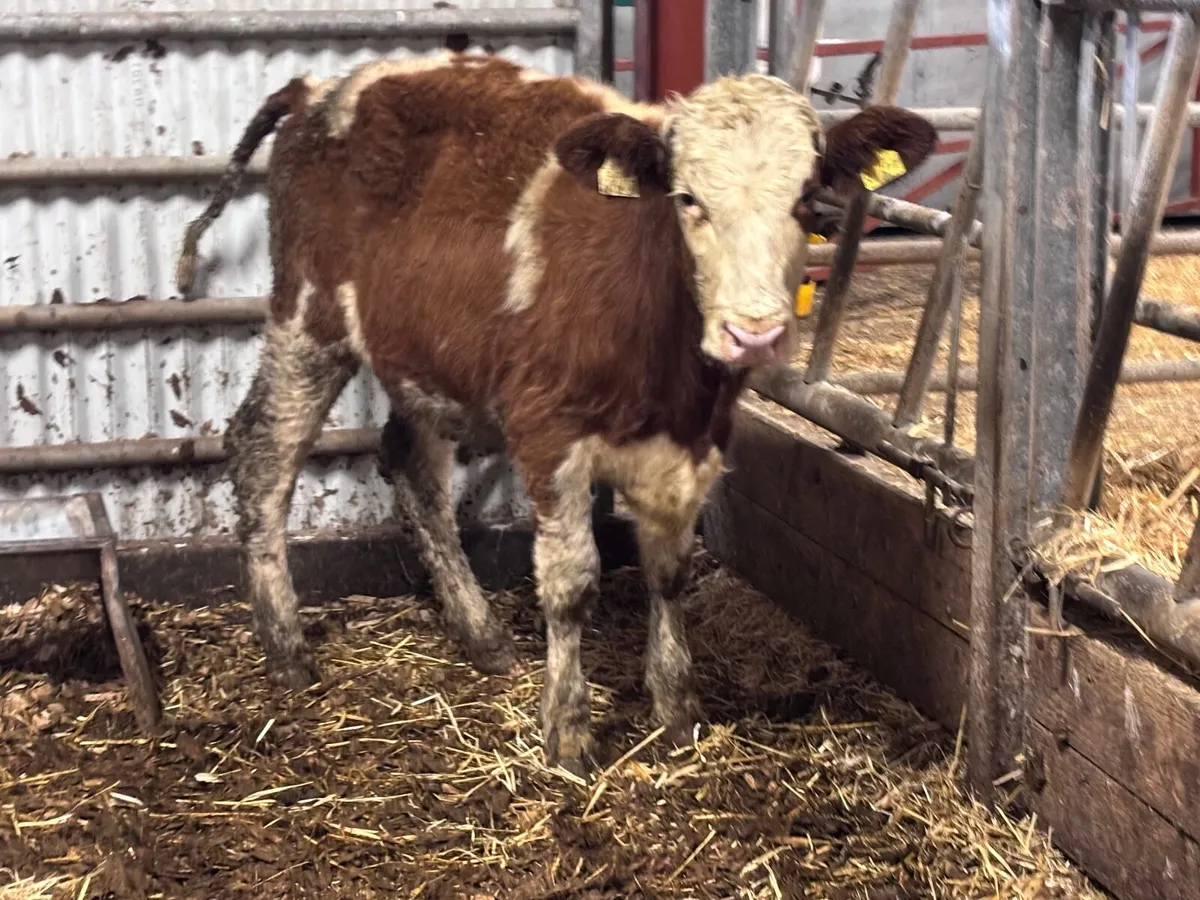 Montbellard heifer for sale - Image 3