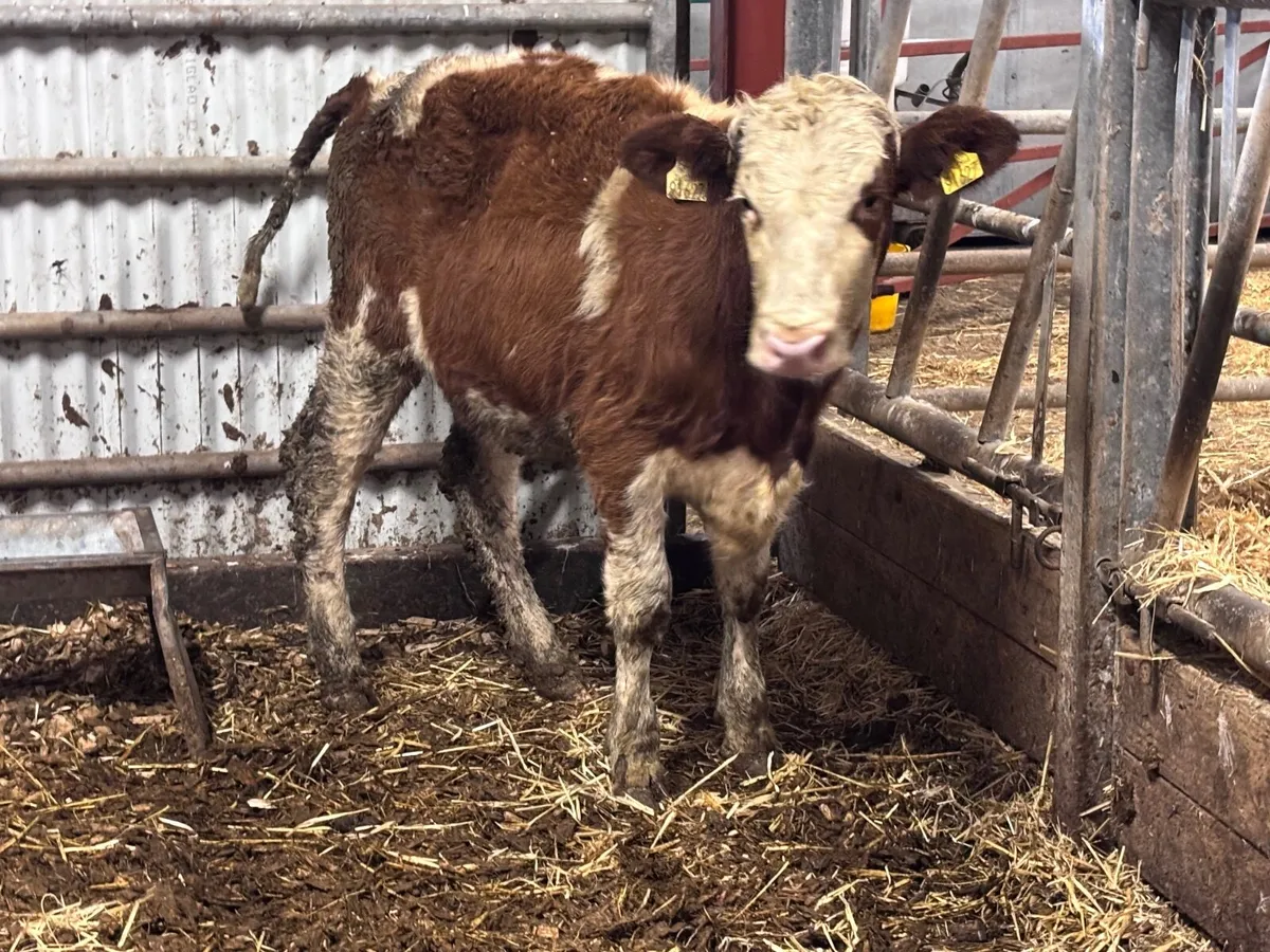 Montbellard heifer for sale - Image 4