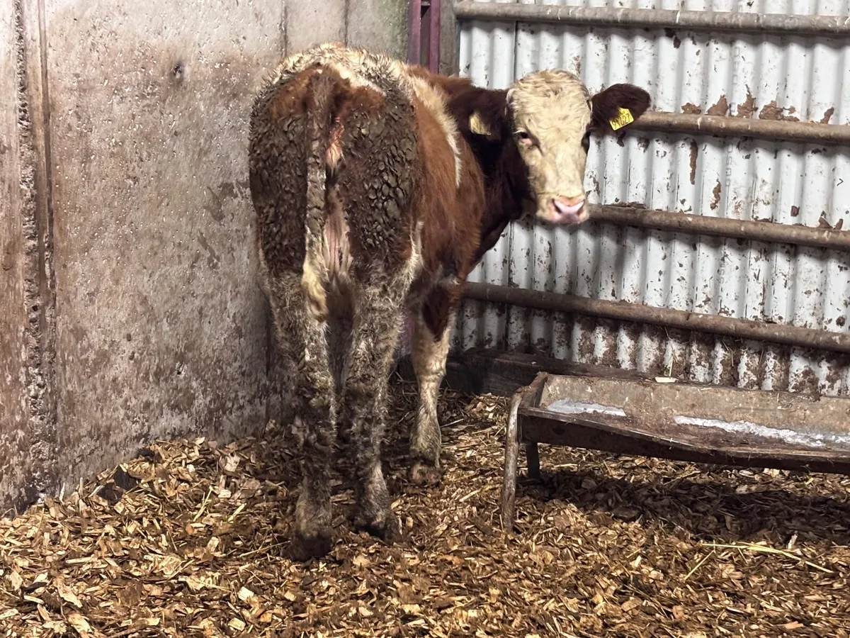 Montbellard heifer for sale - Image 1