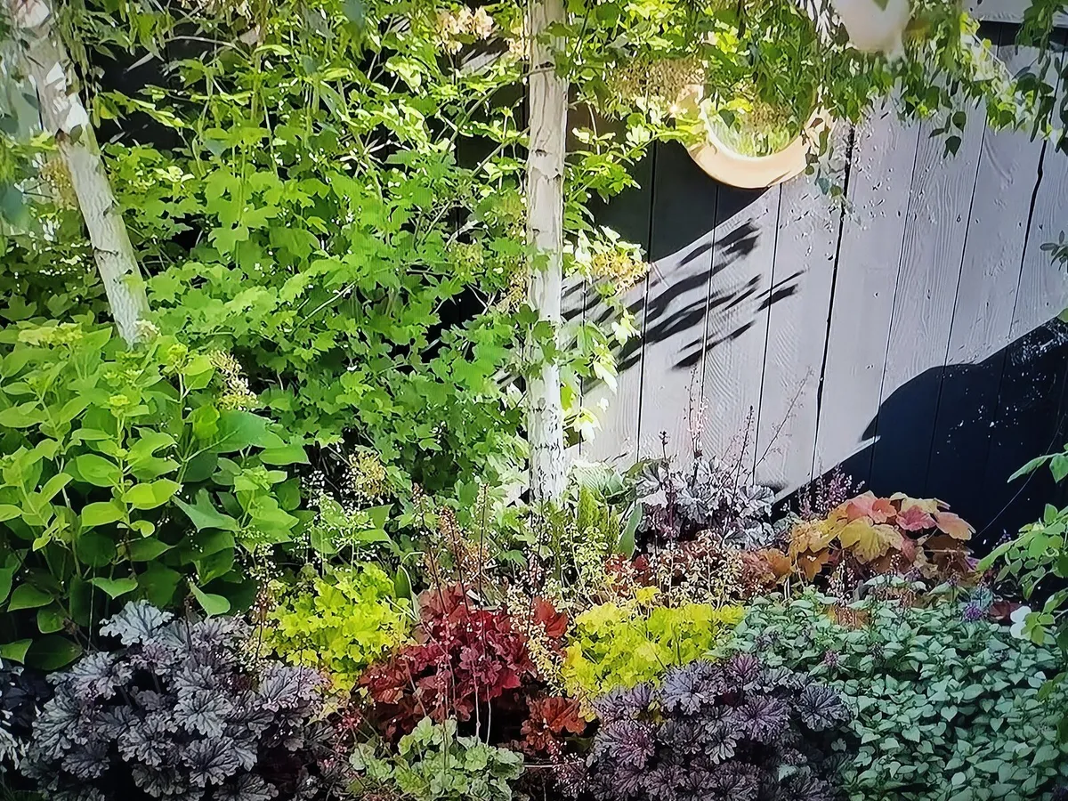 Wanted Heucherllas, Tiarellas, Heucheras