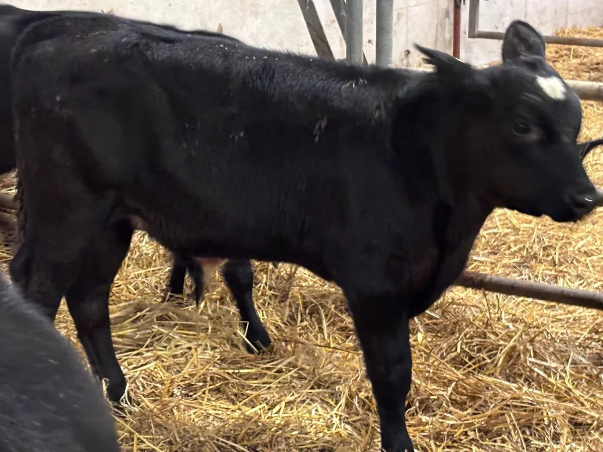 7 reared calves for sale @€775 - Image 2