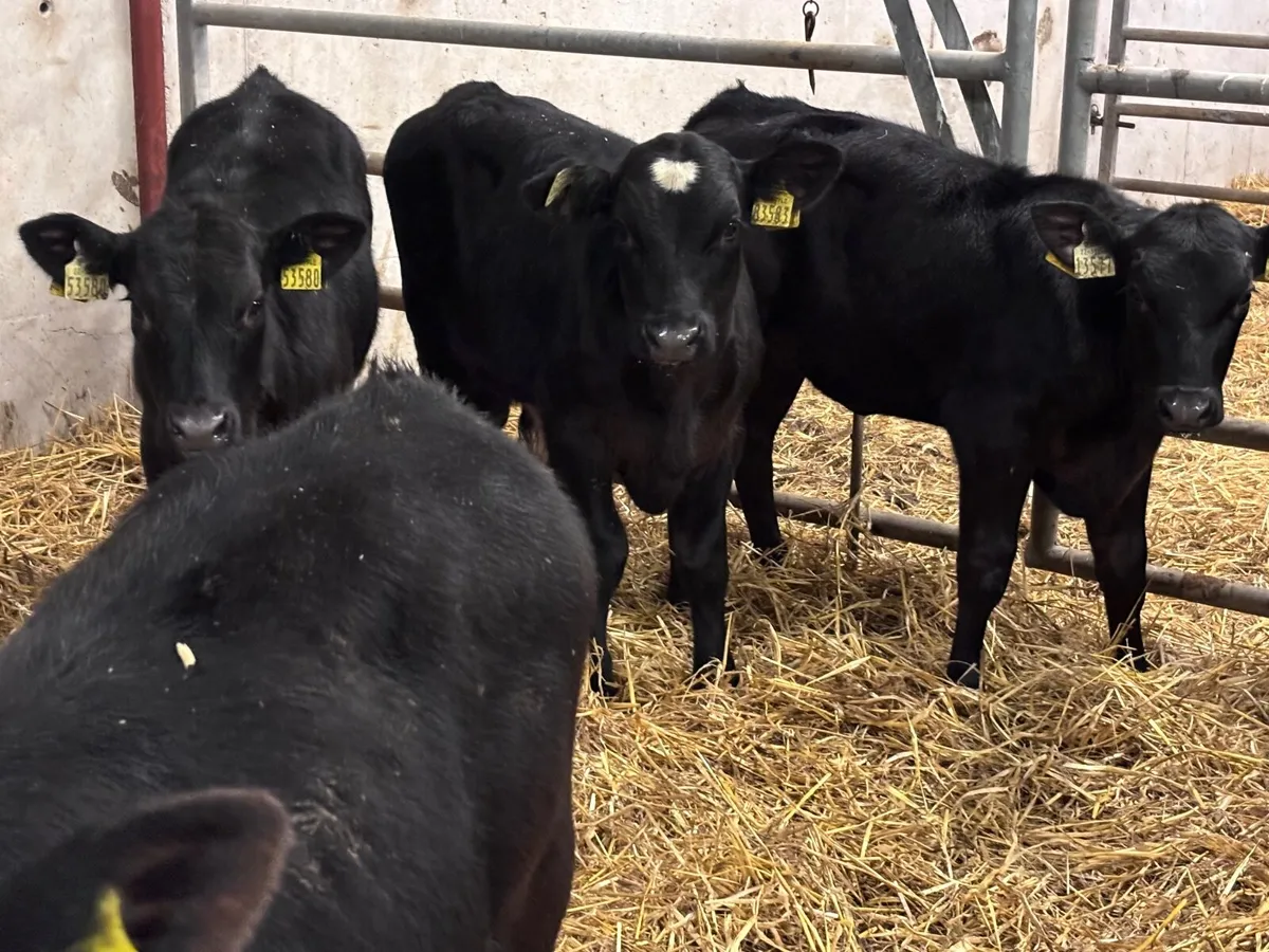 7 reared calves for sale @€775 - Image 3