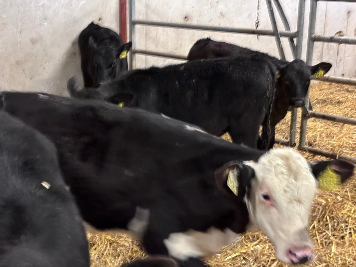 7 reared calves for sale @€775 - Image 4