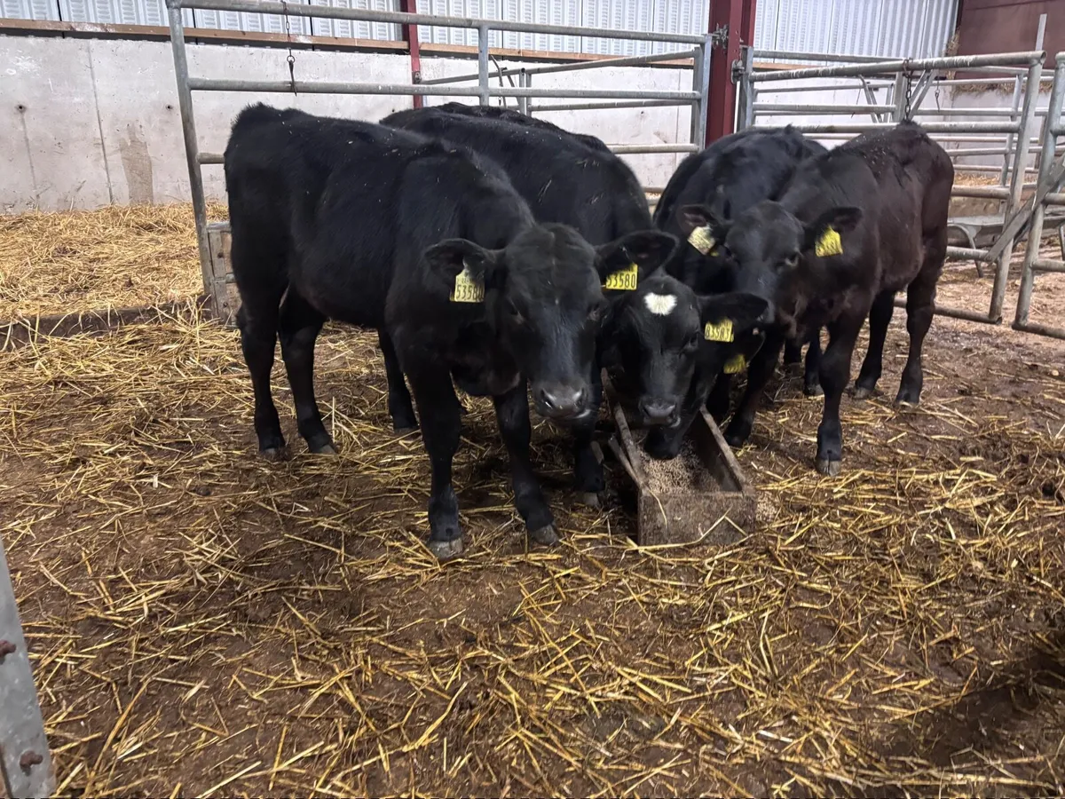 7 reared calves for sale @€775 - Image 1