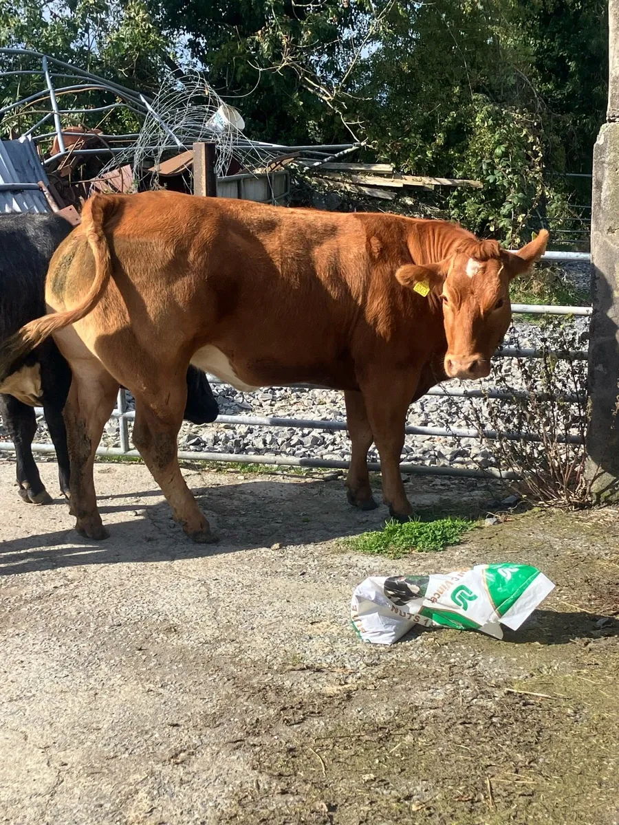 Incalf Heifers - Image 1