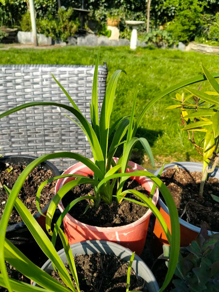 Day lily's. Daylilies, also known as hemerocallis, - Image 2