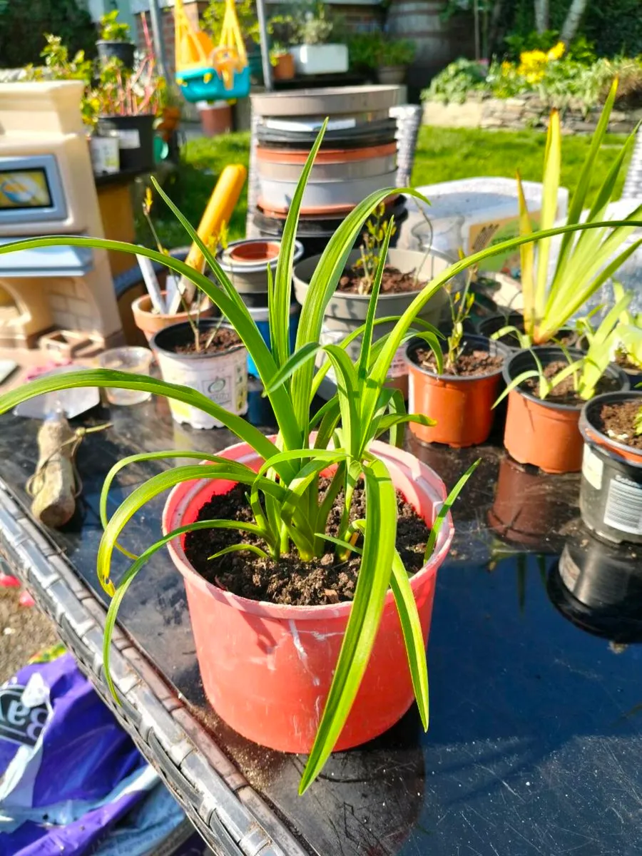 Day lily's. Daylilies, also known as hemerocallis, - Image 3