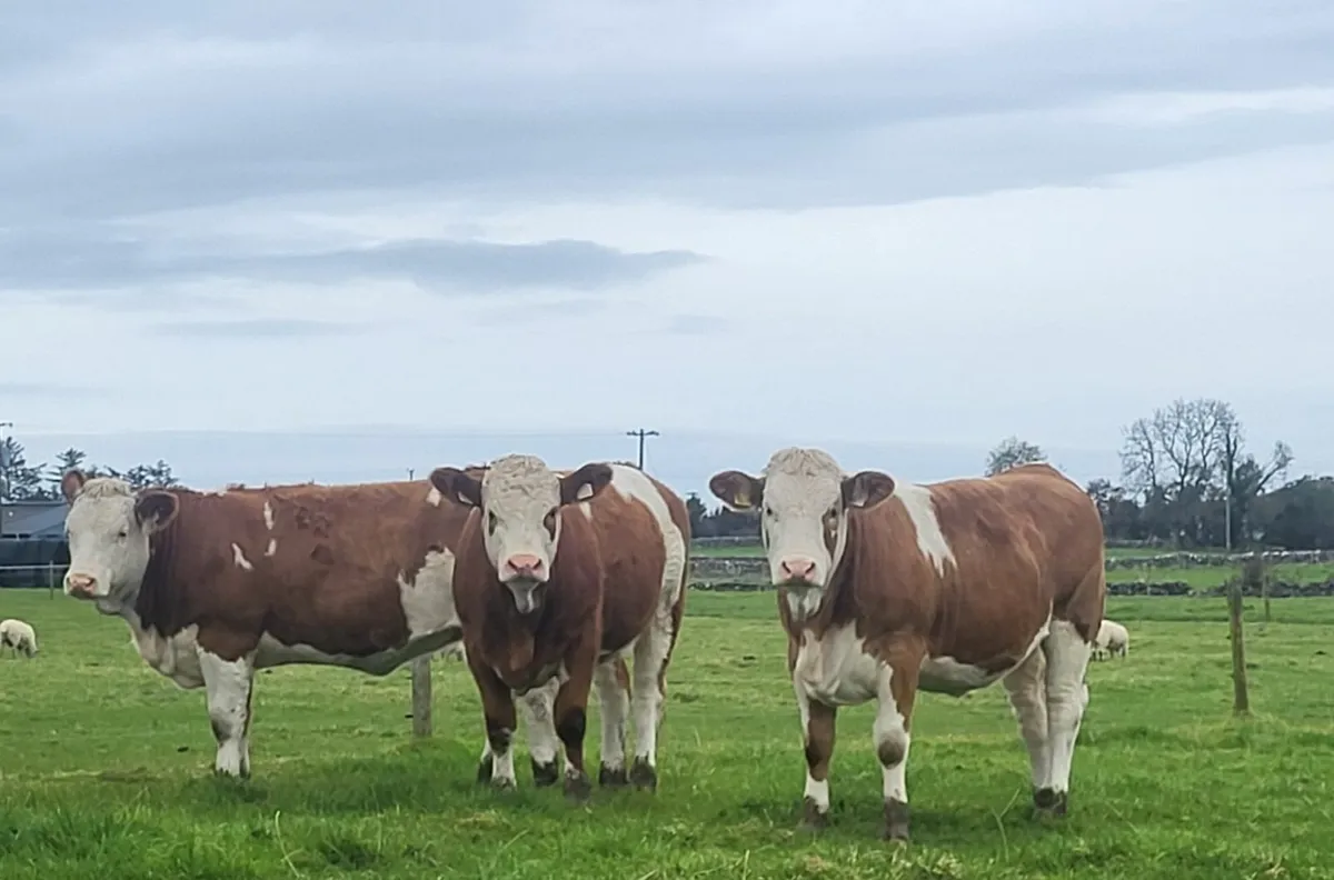 9 Top quality breeding heifers - Image 1