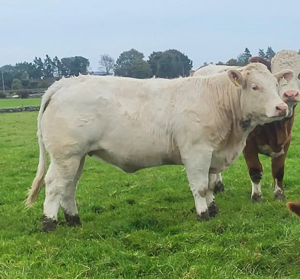9 Top quality breeding heifers - Image 2
