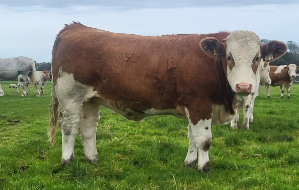 9 Top quality breeding heifers - Image 3