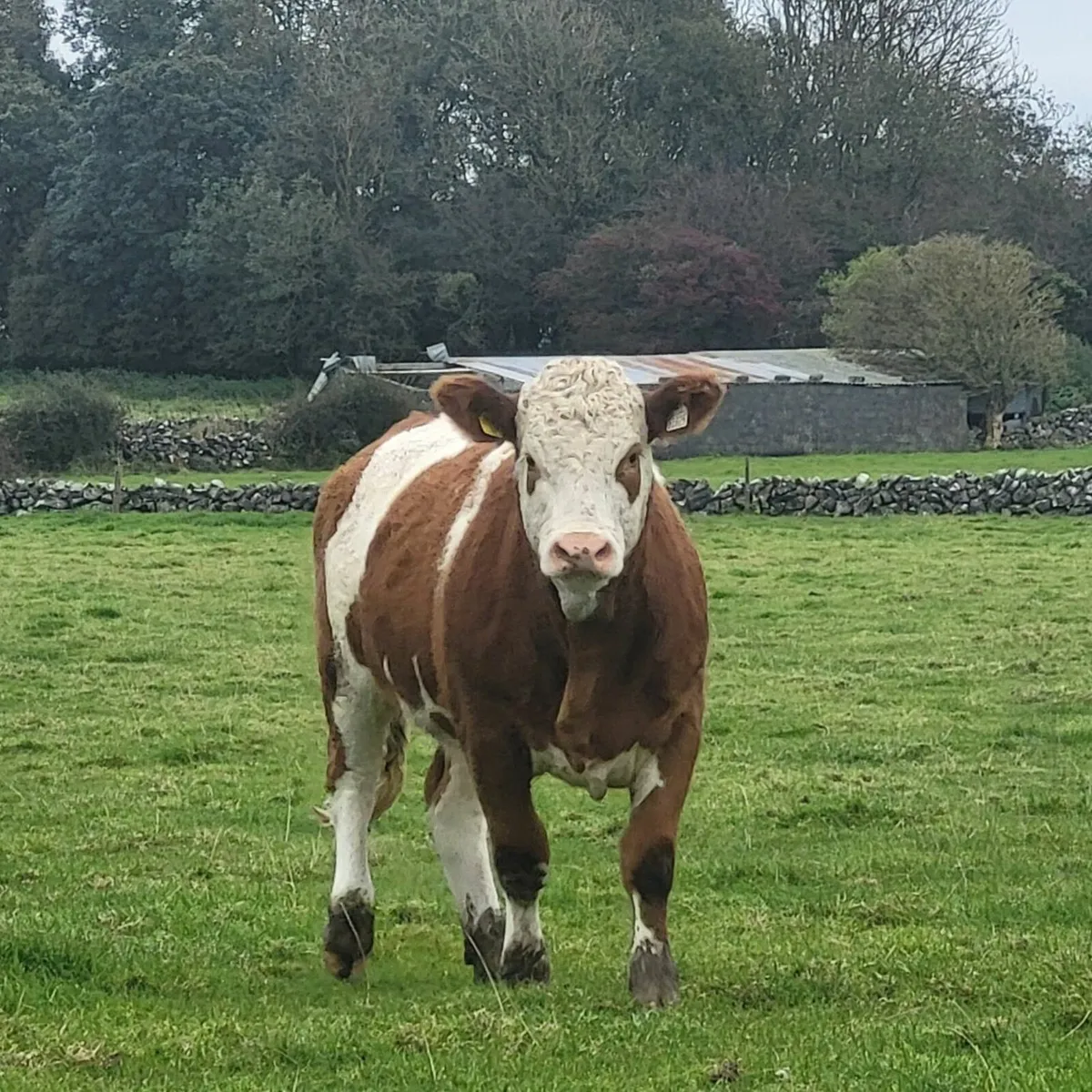 9 Top quality breeding heifers - Image 4