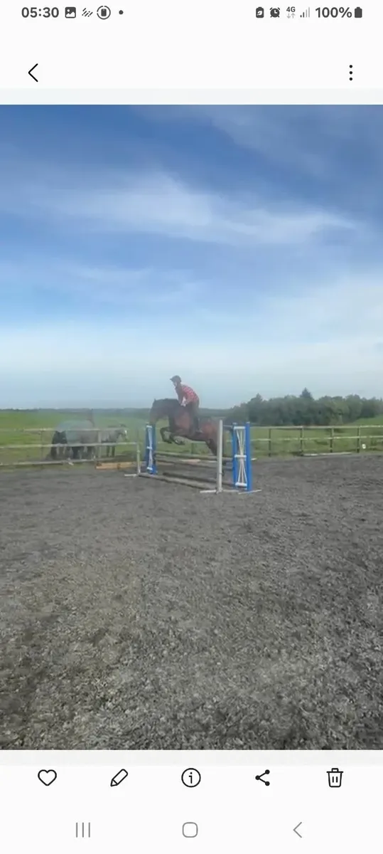 3yr old gelding lightly broken & riding - Image 3