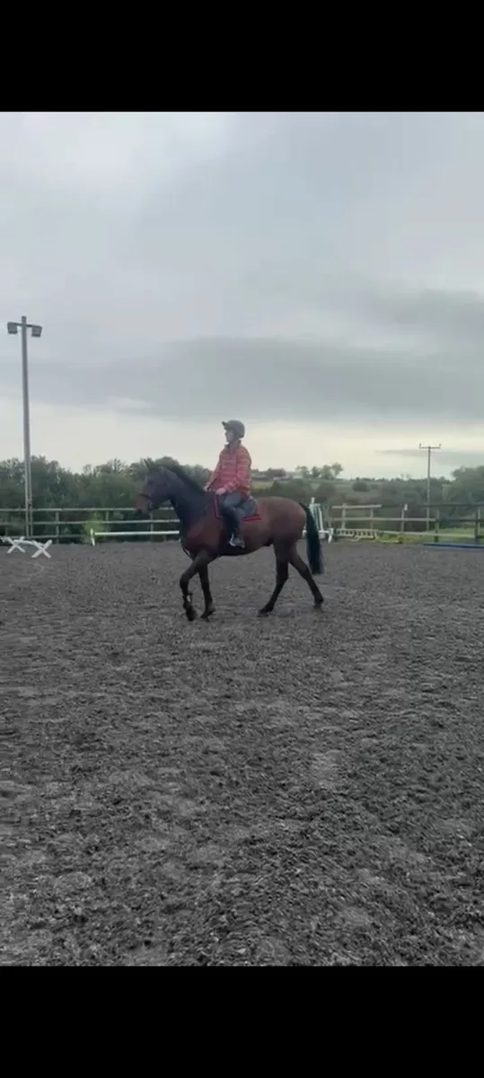 3yr old gelding lightly broken & riding - Image 4