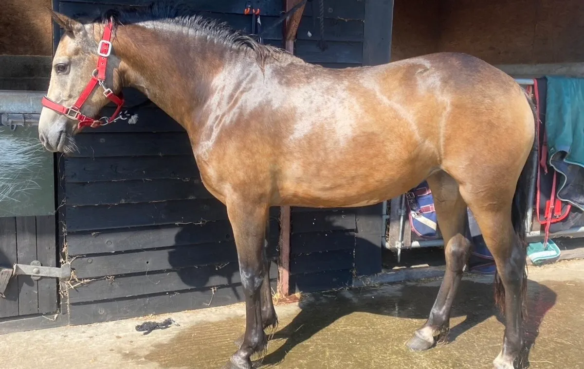 146cm 4 year old buckskin Connemara - Image 1