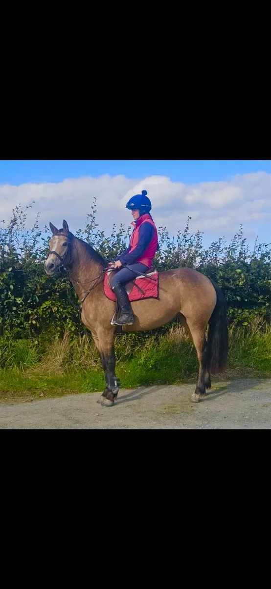 146cm 4 year old buckskin Connemara - Image 2