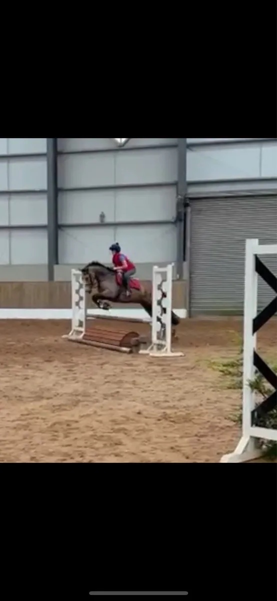 146cm 4 year old buckskin Connemara - Image 3