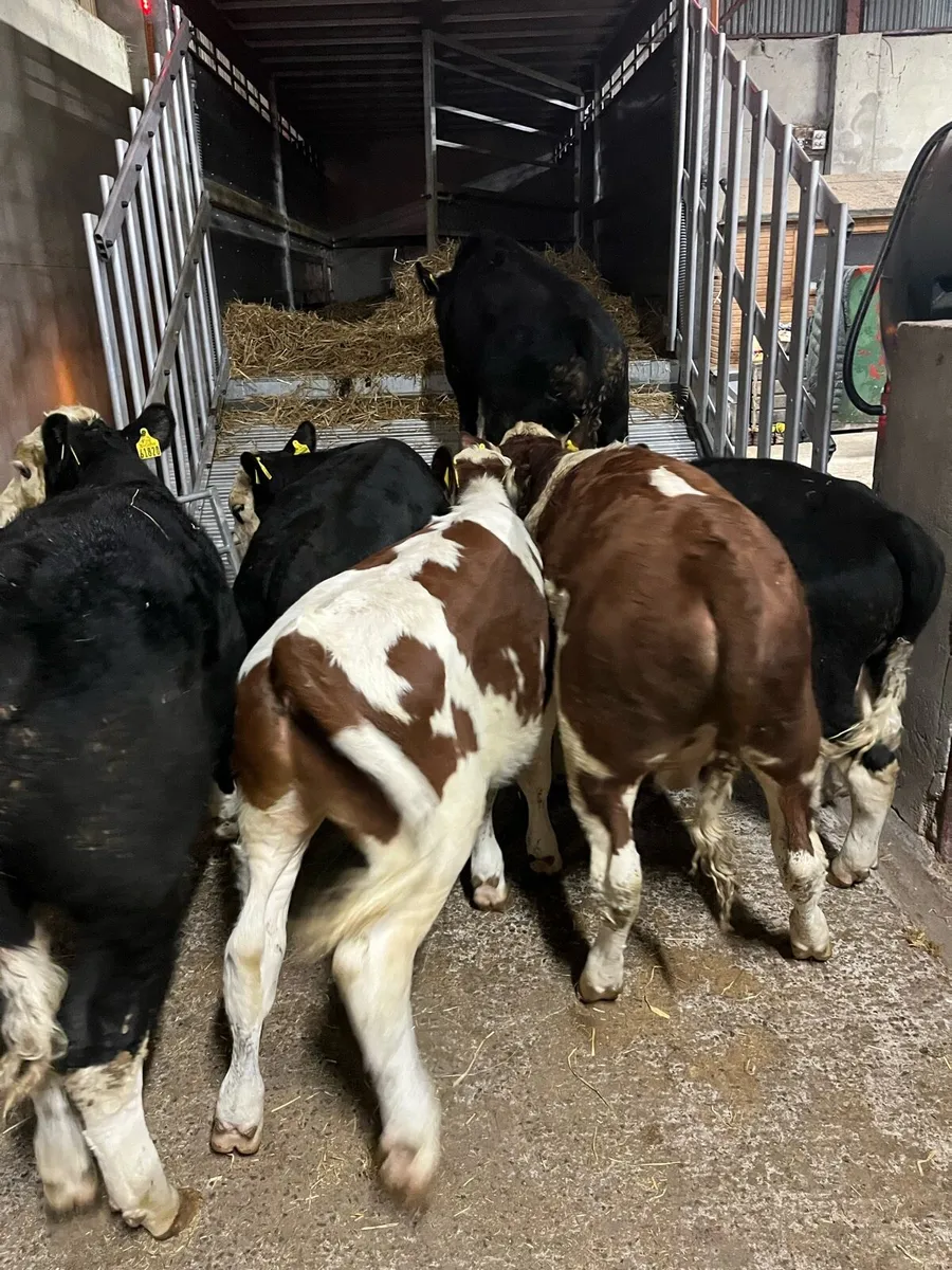 Serious HE Bull Weanlings - Image 1
