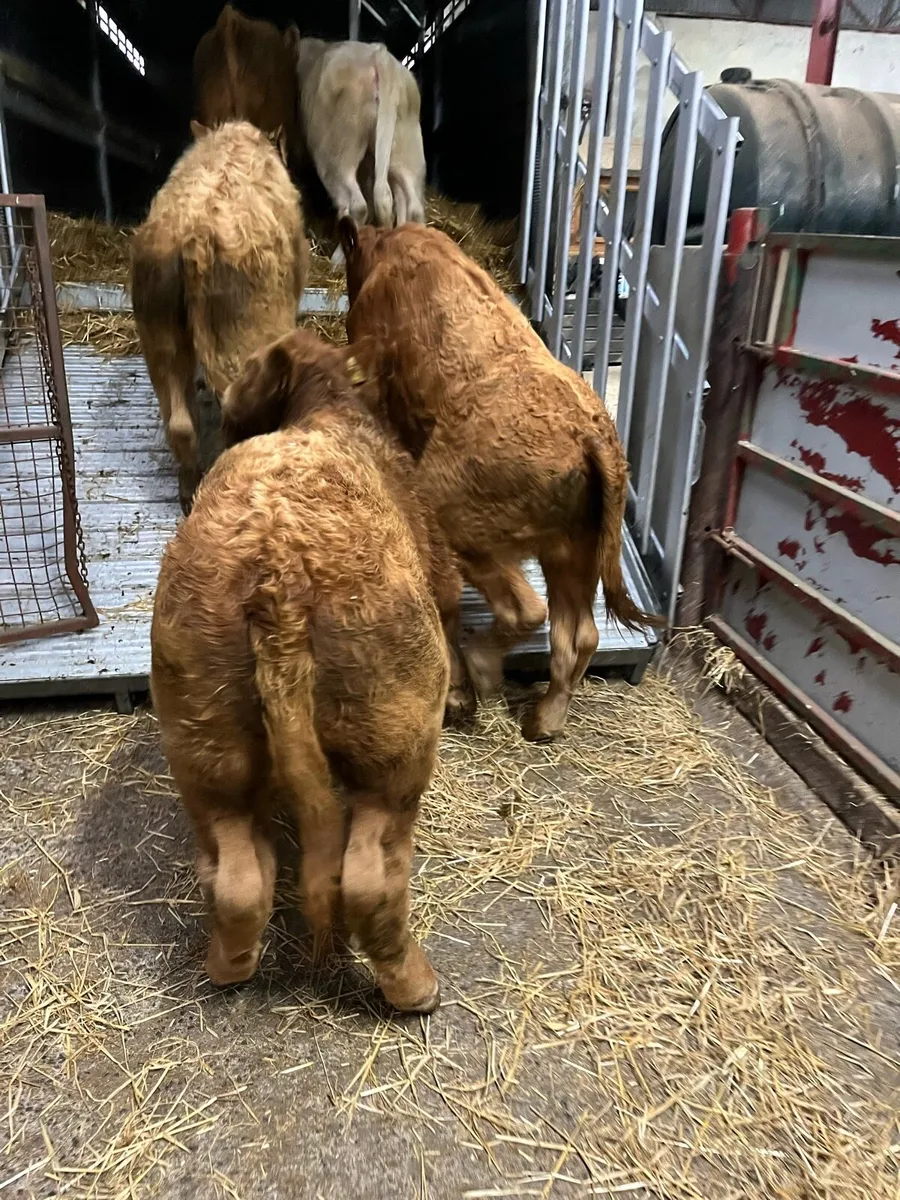 6 Super 250Kg Golden CH Bull Weanlings - Image 1