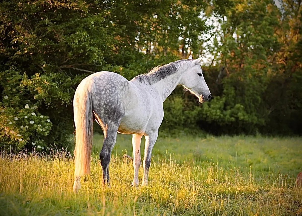 Brood mare - Image 1