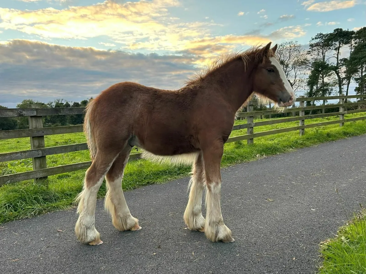 Traditional Registered Irish Cob Colt Foal - Image 1