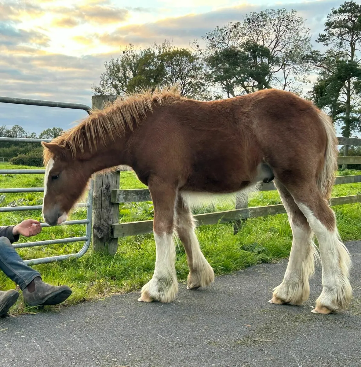 Traditional Registered Irish Cob Colt Foal - Image 2