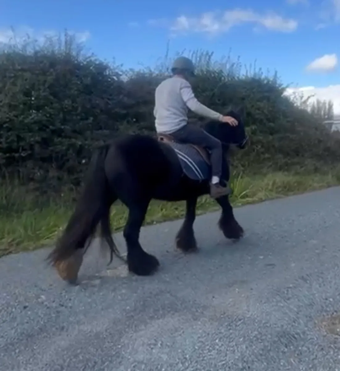 12 year old mare - Image 2